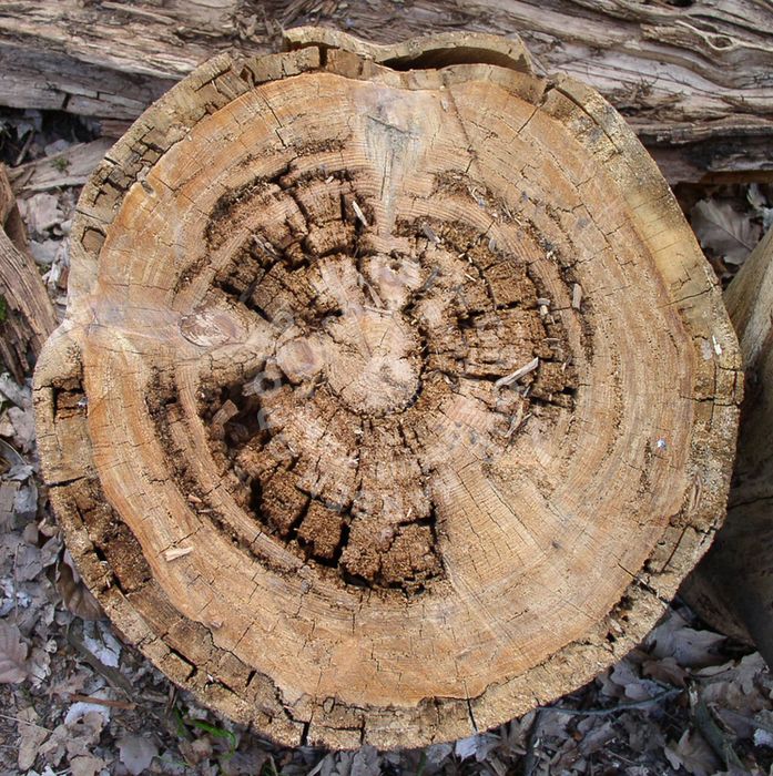 Пороки древесины 5